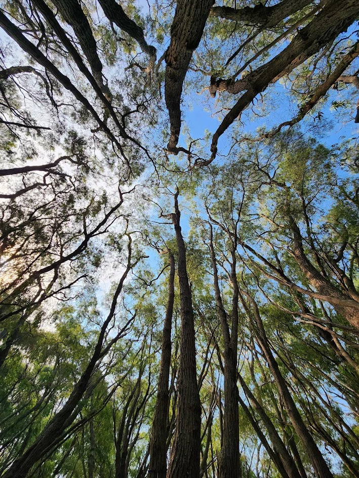 looking up into the trees natures beauty calm and peaceful